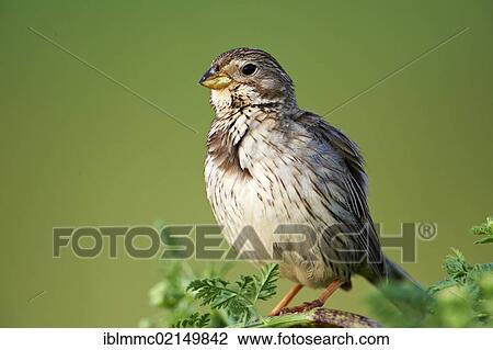 Corn Bunting (Emberiza calandra), Lake Neusiedl, Burgenland, Austria, Europe View Large Photo Image Stock Image - Corn Bunting (Emberiza calandra), Lake Neusiedl, Burgenland, Austria, Europe. Fotosearch