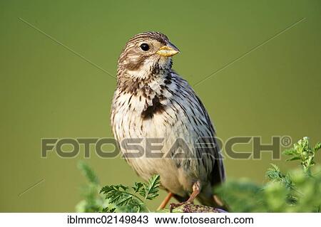 Corn Bunting (Emberiza calandra), Lake Neusiedl, Burgenland, Austria, Europe View Large Photo Image Stock Image - Corn Bunting (Emberiza calandra), Lake Neusiedl, Burgenland, Austria, Europe. Fotosearch