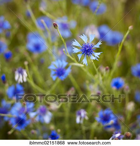 Cornflowers (Centaurea cyanus), Friedberg, Bavaria, Germany, Europe View Large Photo Image Stock Photo - Cornflowers (Centaurea cyanus), Friedberg, Bavaria, Germany, Europe. Fotosearch