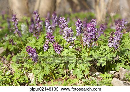 Corydalis (Corydalis cava), Saxony, Germany, Europe View Large Photo Image Stock Image - Corydalis (Corydalis cava), Saxony, Germany, Europe. Fotosearch