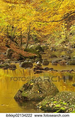 Course of Ilse stream in autumn, Ilsetal valley, Harz, Saxony-Anhalt, Germany, Europe View Large Photo Image Stock Image - Course of Ilse stream in autumn, Ilsetal valley, Harz, Saxony-Anhalt, Germany, Europe. Fotosearch