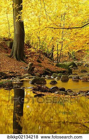 Stock Photo - Course of Ilse stream in autumn, Ilsetal valley, Harz, Saxony-Anhalt, Germany, Europe. Fotosearch