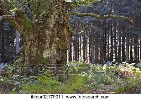 Court Oak in the ancient forest of Sababurg in Reinhardtswald, Kassel, Hesse, Germany, Europe View Large Photo Image Stock Image - Court Oak in the ancient forest of Sababurg in Reinhardtswald, Kassel, Hesse, Germany, Europe. Fotosearch