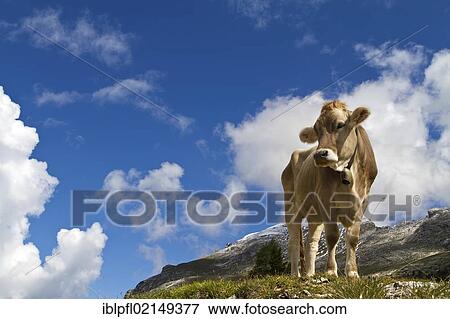 Stock Photo - Cow (Bos primigenius taurus), Plaetzwiese high plateau, Alto Adige, Italy, Europe. Fotosearch