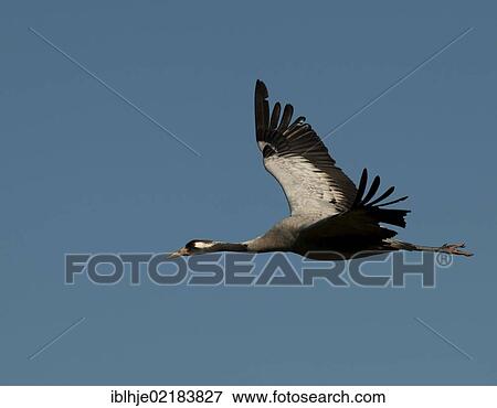 Stock Photo - Crane (Grus grus) in flight, Lac du Der, France, Europe. Fotosearch