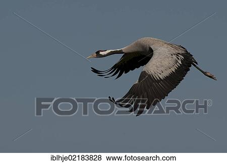 Crane (Grus grus) in flight, Lac du Der, France, Europe View Large Photo Image Stock Photo - Crane (Grus grus) in flight, Lac du Der, France, Europe. Fotosearch