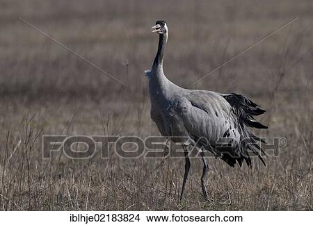 Picture - Crane (Grus grus), Lac du Der, France, Europe. Fotosearch