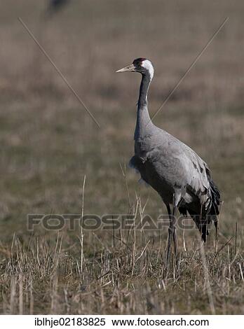 Crane (Grus grus), Lac du Der, France, Europe View Large Photo Image Stock Photography - Crane (Grus grus), Lac du Der, France, Europe. Fotosearch