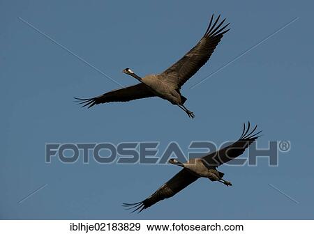 Cranes (Grus grus) in flight, Lac du Der, France, Europe View Large Photo Image Stock Photo - Cranes (Grus grus) in flight, Lac du Der, France, Europe. Fotosearch