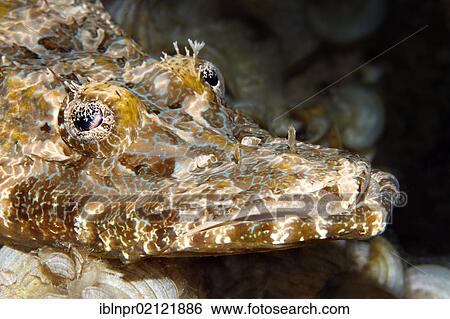 Stock Photograph - Crocodilefish (Cymbacephalus beauforti), portrait, coral reef, Great Barrier Reef, UNESCO World Heritage Site, Cairns, Queensland, Australia, Pacific, Oceania. Fotosearch