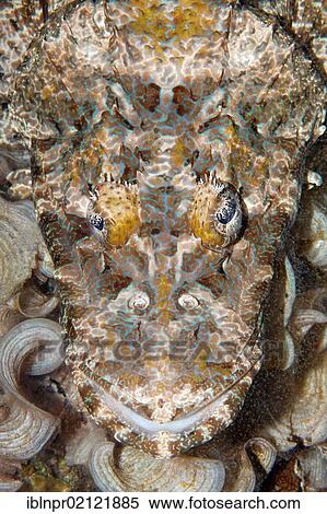 Crocodilefish (Cymbacephalus beauforti), portrait, coral reef, Great Barrier Reef, UNESCO World Heritage Site, Cairns, Queensland, Australia, Pacific, Oceania View Large Photo Image Stock Photography - Crocodilefish (Cymbacephalus beauforti), portrait, coral reef, Great Barrier Reef, UNESCO World Heritage Site, Cairns, Queensland, Australia, Pacific, Oceania. Fotosearch