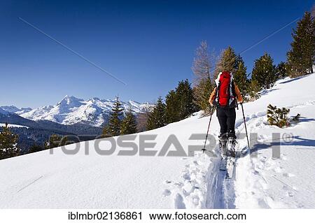 Cross-country skier during the ascent to Cima Bocche Mountain, with Colbricon Mountain and the Lagorai Group at the rear, Passo Rolle to the side, Dolomites, Trentino, Italy, Europe View Large Photo Image Stock Image - Cross-country skier during the ascent to Cima Bocche Mountain, with Colbricon Mountain and the Lagorai Group at the rear, Passo Rolle to the side, Dolomites, Trentino, Italy, Europe. Fotosearch