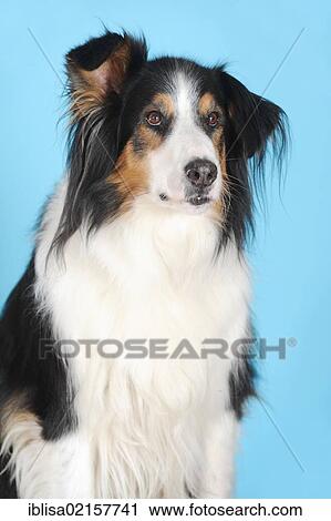Crossbreed of Bernese Mountain Dog and Collie, portrait, in front of turquoise View Large Photo Image Stock Image - Crossbreed of Bernese Mountain Dog and Collie, portrait, in front of turquoise. Fotosearch