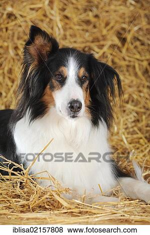 Crossbreed of Bernese Mountain Dog and Collie, lying in straw View Large Photo Image Stock Photo - Crossbreed of Bernese Mountain Dog and Collie, lying in straw. Fotosearch