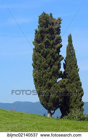 Cypress trees (Cupressus), Volterra, Tuscany landscape, Italy, Europe View Large Photo Image Stock Photo - Cypress trees (Cupressus), Volterra, Tuscany landscape, Italy, Europe. Fotosearch