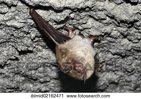 Daubenton's Bat (Myotis daubentoni), species in Annex IV of the Habitats Directive, in winter quarters, hibernating in a tunnel, Topor, Kiel, Schleswig-Holstein, Germany, Europe View Large Photo Image Stock Image - Daubenton's Bat (Myotis daubentoni), species in Annex IV of the Habitats Directive, in winter quarters, hibernating in a tunnel, Topor, Kiel, Schleswig-Holstein, Germany, Europe. Fotosearch