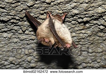 Daubenton's Bats (Myotis daubentoni), species in Annex IV of the Habitats Directive, in winter quarters, hibernating in a tunnel, Topor, Kiel, Schleswig-Holstein, Germany, Europe View Large Photo Image Stock Image - Daubenton's Bats (Myotis daubentoni), species in Annex IV of the Habitats Directive, in winter quarters, hibernating in a tunnel, Topor, Kiel, Schleswig-Holstein, Germany, Europe. Fotosearch