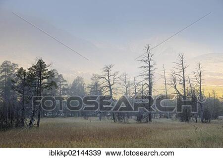 Stock Photo - Dead trees in a marshy landscape at the foot of the Rondane Mountains, Rondane National Park, Norway, Europe. Fotosearch