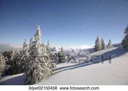 Stock Photo - Deep snow covered Spruce (Picea) trees on the summit of Feldberg Mountain, Black Forest, Baden-Wuerttemberg, Germany, Europe, PublicGround, Europe. Fotosearch