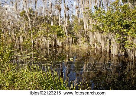 Dense vegetation, Spanish moss (Tillandsia usneoides) in the swamp between Big Cypress National Preserve and Everglades National Park in Florida, USA, North America View Large Photo Image Stock Photography - Dense vegetation, Spanish moss (Tillandsia usneoides) in the swamp between Big Cypress National Preserve and Everglades National Park in Florida, USA, North America. Fotosearch