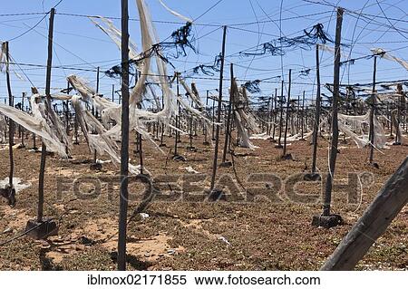 Destroyed greenhouse tarpaulins, Santa Lucía de Tirajana, Gran Canaria, Canary Islands, Spain, Europe View Large Photo Image Stock Photography - Destroyed greenhouse tarpaulins, Santa Lucía de Tirajana, Gran Canaria, Canary Islands, Spain, Europe. Fotosearch