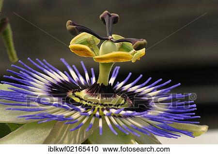 Detail view, macro, of a round symmetric flower of the Passionflower (Passiflora sp. ), side view View Large Photo Image Stock Image - Detail view, macro, of a round symmetric flower of the Passionflower (Passiflora sp. ), side view. Fotosearch