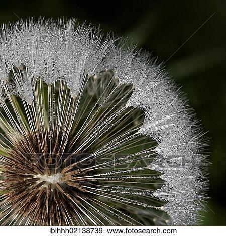 Stock Photo - Dewdrops on dandelion, Common Cat's Ear (Hypochaeris radicata). Fotosearch