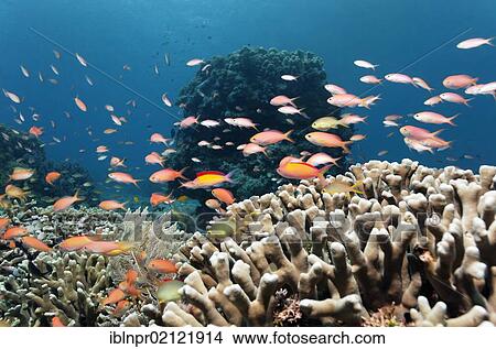 Different kinds of Fairy Basslets (Pseudanthias sp. ) swimming above Finger Coral (Porites attenuata), coral block, coral reef, Great Barrier Reef, UNESCO World Heritage Site, Cairns, Queensland, Australia, Pacific, Oceania View Large Photo Image Picture - Different kinds of Fairy Basslets (Pseudanthias sp. ) swimming above Finger Coral (Porites attenuata), coral block, coral reef, Great Barrier Reef, UNESCO World Heritage Site, Cairns, Queensland, Australia, Pacific, Oceania. Fotosearch