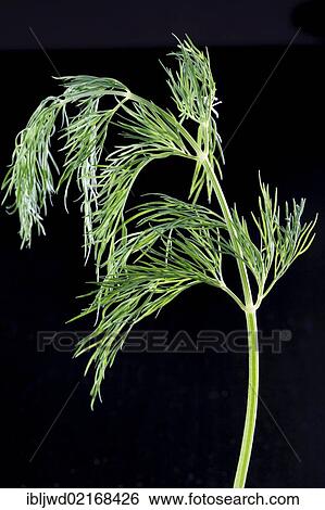 Stock Photograph - Dill (Anethum graveolens). Fotosearch
