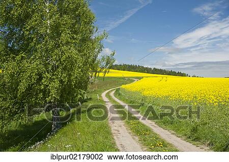 Dirt road alongside a blooming canola field, Gossdorf, Saxon Switzerland, Saxony, Germany, Europe View Large Photo Image Stock Image - Dirt road alongside a blooming canola field, Gossdorf, Saxon Switzerland, Saxony, Germany, Europe. Fotosearch