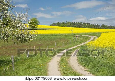 Dirt road alongside a blooming canola field, Gossdorf, Saxon Switzerland, Saxony, Germany, Europe View Large Photo Image Stock Image - Dirt road alongside a blooming canola field, Gossdorf, Saxon Switzerland, Saxony, Germany, Europe. Fotosearch