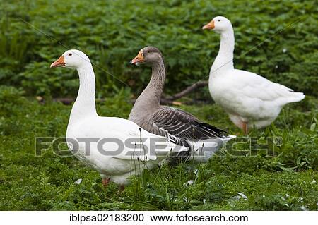 Stock Image - Domestic geese (Anser anser f. domestica) and a greylag goose (Anser anser), Czech Republic, Europe. Fotosearch