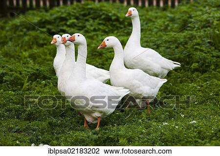 Stock Image - Domestic geese (Anser anser f. domestica), Czech Republic, Europe. Fotosearch