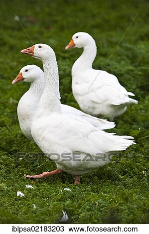 Domestic geese (Anser anser f. domestica), Czech Republic, Europe View Large Photo Image Stock Image - Domestic geese (Anser anser f. domestica), Czech Republic, Europe. Fotosearch