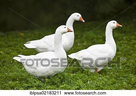 Domestic geese (Anser anser f. domestica), Czech Republic, Europe View Large Photo Image Stock Image - Domestic geese (Anser anser f. domestica), Czech Republic, Europe. Fotosearch