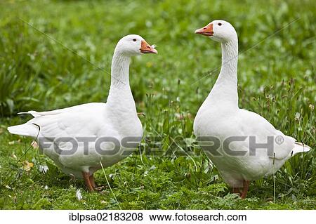 Stock Photo - Domestic geese (Anser anser f. domestica), Czech Republic, Europe. Fotosearch