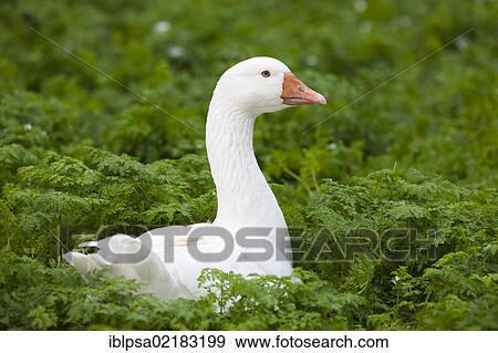 Stock Photo - Domestic goose (Anser anser f. domestica), Czech Republic, Europe. Fotosearch