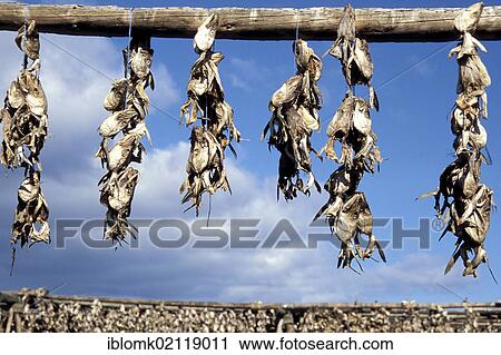 Stock Image - Dried fish, Vestmannaeyjar or Westman Islands, Iceland, Europe. Fotosearch