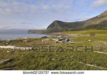 Stock Photo - Driftwood, beach, Hælavík or Haelavik bay, Hornstrandir, Westfjords, Iceland, Europe. Fotosearch