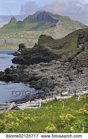 Stock Photo - Driftwood, Hornbjarg, Hornvík or Hornvik bay, Hornstrandir, Westfjords, Iceland, Europe. Fotosearch