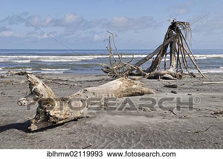 Driftwood on Hokitika Beach, Tasman Sea, West Coast, South Island, New Zealand, Oceania View Large Photo Image Stock Image - Driftwood on Hokitika Beach, Tasman Sea, West Coast, South Island, New Zealand, Oceania. Fotosearch
