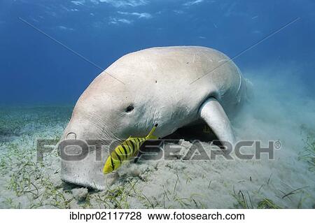 Stock Photo - Dugong (Dugong dugon), feeding on sea weed, Golden Trevallys (Gnathodon speciosus), Pilot Fish, Great Barrier Reef, UNESCO World Heritage Site, Queensland, Cairns, Australia, Pacific Ocean, Oceania. Fotosearch