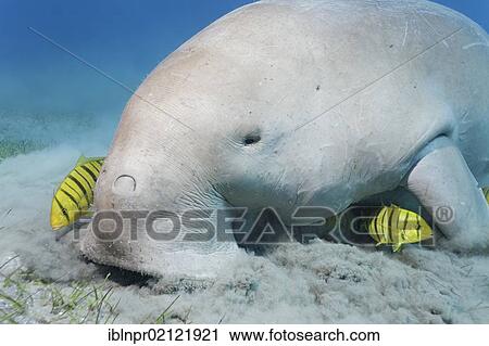 Stock Image - Dugong (Dugong dugon) feeding on seagrass bed, with Golden Trevallys (Gnathanodon speciosus), Great Barrier Reef, UNESCO World Heritage Site, Cairns, Queensland, Australia, Pacific, Oceania. Fotosearch