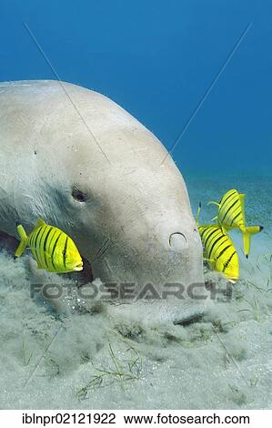 Stock Image - Dugong (Dugong dugon) feeding on seagrass bed, with Golden Trevallys (Gnathanodon speciosus), Great Barrier Reef, UNESCO World Heritage Site, Cairns, Queensland, Australia, Pacific, Oceania. Fotosearch