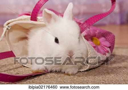 Stock Image - Dwarf rabbit in a small bag. Fotosearch