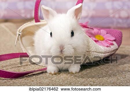 Stock Image - Dwarf rabbit in a small bag. Fotosearch