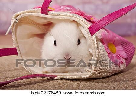 Stock Photo - Dwarf rabbit in a small bag. Fotosearch