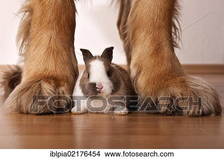Picture - Dwarf rabbit sitting between the legs of a large Leonberger dog. Fotosearch
