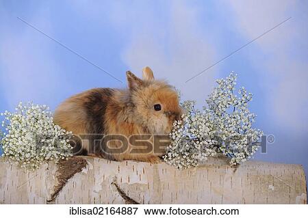 Dwarf Rabbit sitting on a birch log next to baby's breath View Large Photo Image Stock Photo - Dwarf Rabbit sitting on a birch log next to baby's breath. Fotosearch