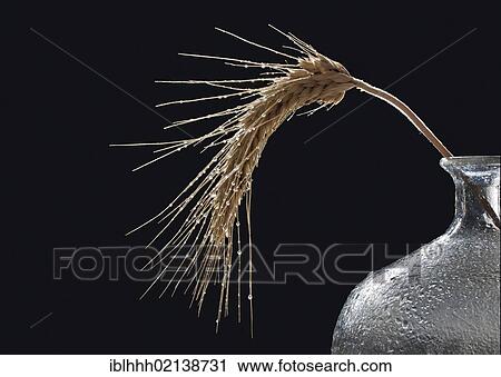 Stock Image - Ear of rye (Secale cereale) with water drops in a bottle. Fotosearch